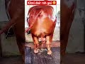 Kitni din baki 🥰 #2k26qurbani #cowqurbani #cow #cowlover #cowvideos #cowboys #cows #youtubeshorts