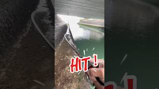 メテオーラジョイント49使ってみた！　　#ライトゲーム　#大人のアカキン　#メッキ　#fishing #jackson