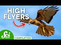 The Bizarre World of Animal Flight | Compilation