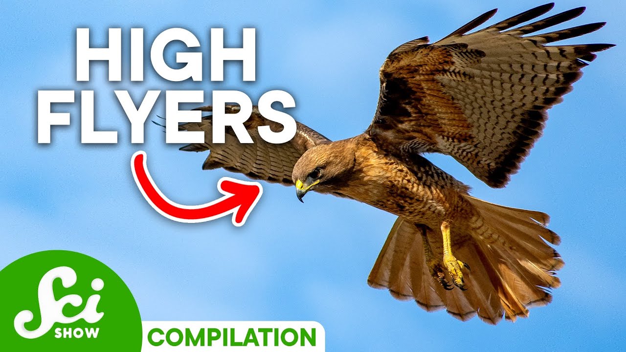 The Incredible World of Flying Animals | SciShow Compilation - YouTube