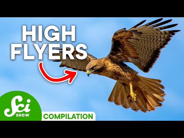 Earth's Most Amazing Flying Animals | Compilation class=