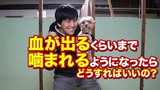 愛犬に血が出るくらいまで噛まれるようになったらどうすればいいの？ワンちゃんの甘噛みや噛みつき対策