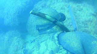 Grandes Corvas En La Costa Murciana España.spearfishing.pesca Submarina.