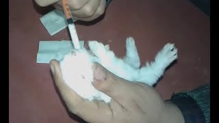 ازي ترضع الارانب اليتيمة رضاعة صناعية (9)  Bottle Feeding Baby Rabbits