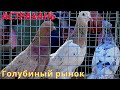 Голубиный рынок в Астрахани 16 05 21г