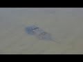 CapeMayVillasNJ|HorseShoeCrabs-I SeeThosesCreaturesBeforeInSomeTheShores ThereSlowLikeTurtles