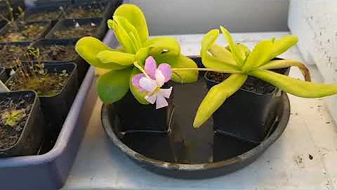 Como cultivar pinguicula?