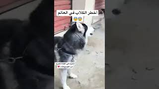 أقوى واخطر الكلاب في العالم ???