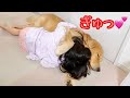 寄り添って眠る愛犬と愛娘。ゴールデンレトリバーのクッキーとミニチュアダックスフンドの子犬ショコラとの幸せな日常