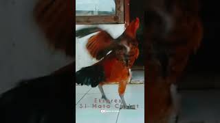 Download Mp3 EKSPRESI SI MATA COKLAT ! Gudang lagu Download Mp3 EKSPRESI SI MATA COKLAT !