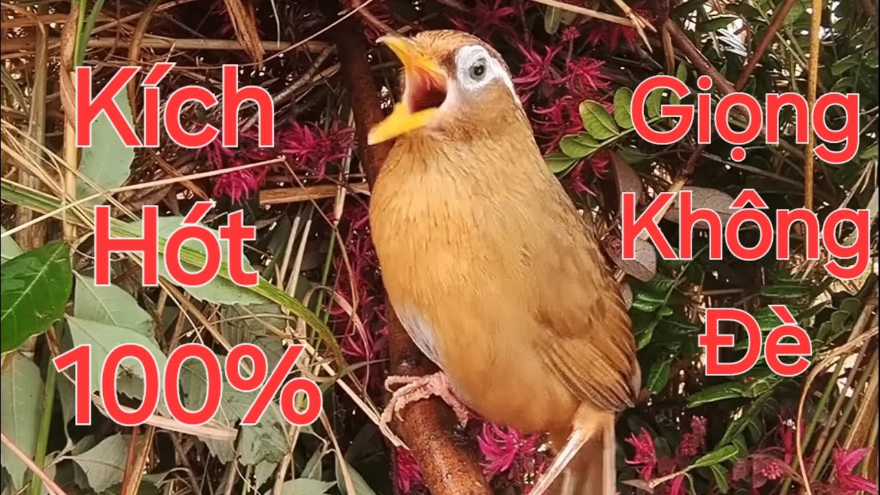 Họa mi kích hót / giọng không đè