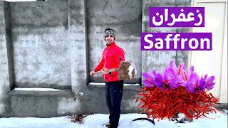 Kurdish vlog / piranshar / Saffron / زعفران