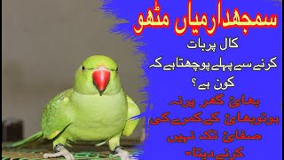 Samajhdar Mian Mithu | Beautiful Ring-neck parrot talking in Urdu/Hindi