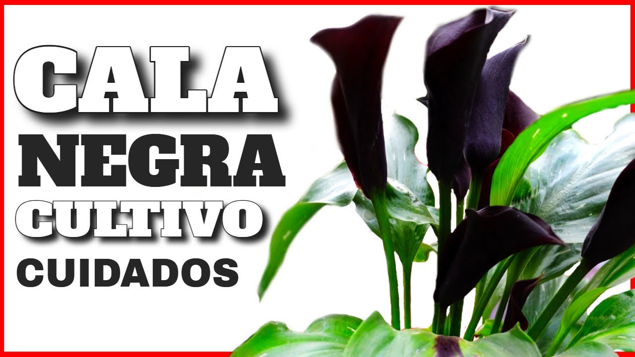 ⚫Cala NEGRA Cultivo, Cuidados, Riego, Sustrato, Humedad (Calas de Colores)✔️  - YouTube