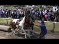 -Planuli se konji Mile Turajlića (Soko i Bećar) u Rumi kod Mile Bosanca -