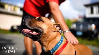 Follow A Rescue Dog, From Overcrowded Shelter To Adoption