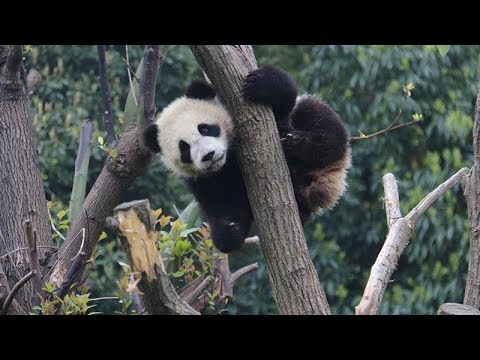 《超萌滾滾秀》第四十五期：媽媽應該想讓我當個武術家！ | iPanda