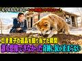 【雪深い廃屋で毎晩穴を掘り続けるボロボロの秋田犬…】亡き息子の遺品を掘り当てた瞬間、誰も想像できなかった奇跡に涙が止まらない