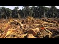 Deforestation PSA | 7A (Bill, Liam, Joe, and Anthony)