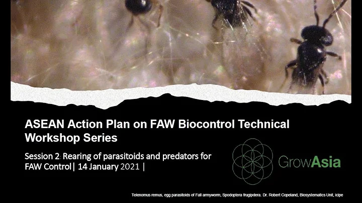 BTW Session 2: Rearing of Parasitoids and Predators for FAW Control
