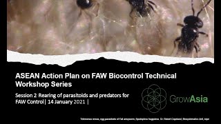 BTW Session 2: Rearing of Parasitoids and Predators for FAW Control screenshot 5