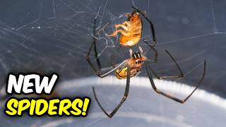I got SOME NEW SPIDERS!!!
Dark Den Catalog:
https://thedarkden.eu/catalog/
Merch and Stuff:
https://thedarkden.eu/
Complete Tarantula guide video:
https://youtu.be/9i4QK587R0E
Patreon: https://www.patreon.com/thedarkden
FB: https://www.facebook.com/thedarkden
IG: https://www.instagram.com/the_dark_den/
Business inquiries: business@thedarkden.eu
Intro and outro song:
https://www.youtube.com/watch?v=FV5wQzElfUw
00853
Brachypelma hamorii death
Pterinochilus murinus
Nephila inaurata I got SOME NEW SPIDERS!!!