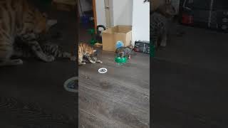 Котята учаться пить молочко🐆🐆🐆