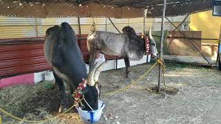 How jallikattu bulls look like | best jallikattu bulls |