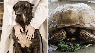 Dogs, tortoises rescued from hoarder home in Tomball | Houston news