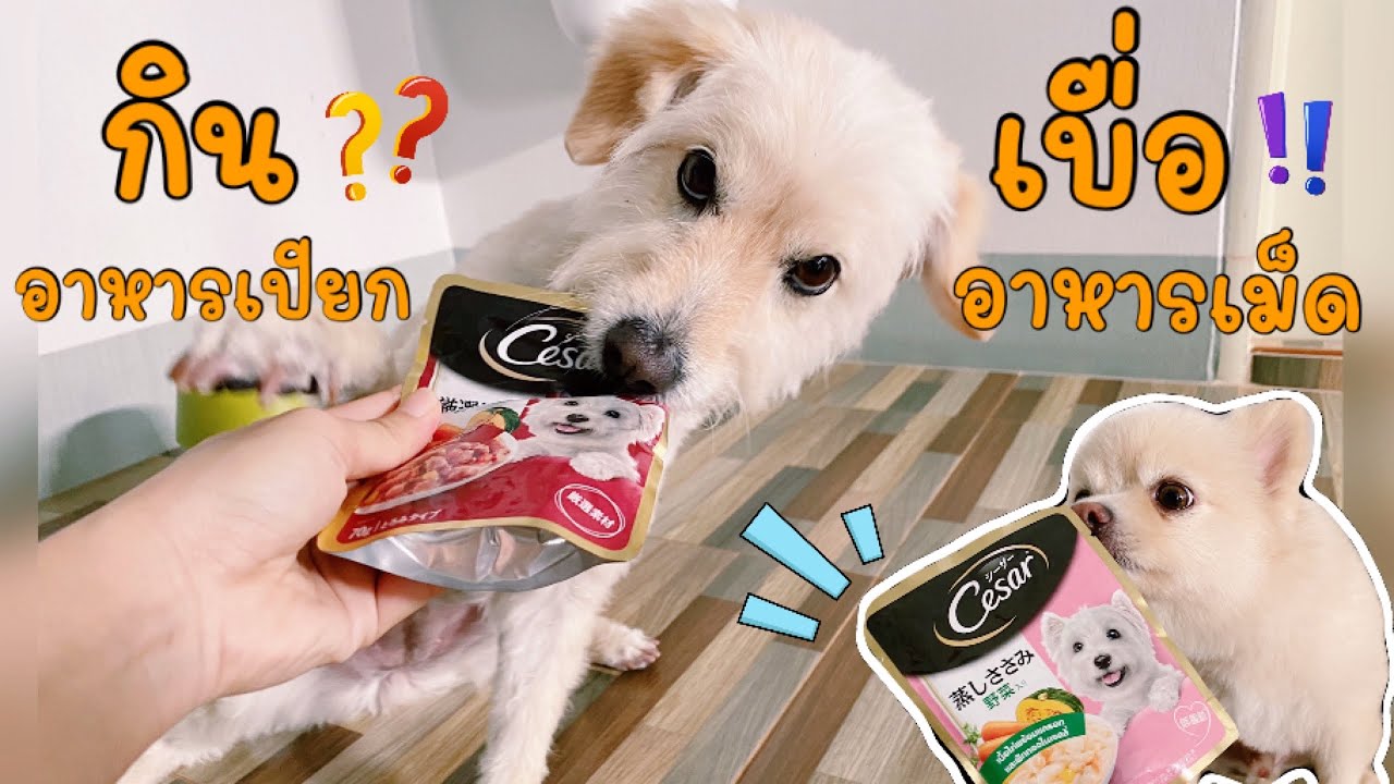 รีวิวหมาเบื่ออาหารเม็ด ต้องมีตัวช่วย อาหารเปียกซีซ่าร์แบบซองรสเนื้อ รสผัก จะกินหรือไม่กิน? | สรุปเนื้อหาที่มีรายละเอียดมากที่สุดเกี่ยวกับอาหาร หมา royal canin