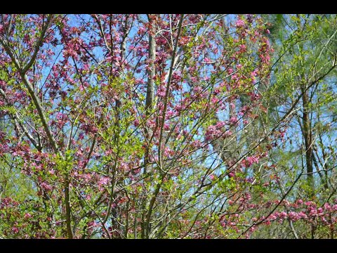 10066 MIZE RD, Remlap, AL home video tour