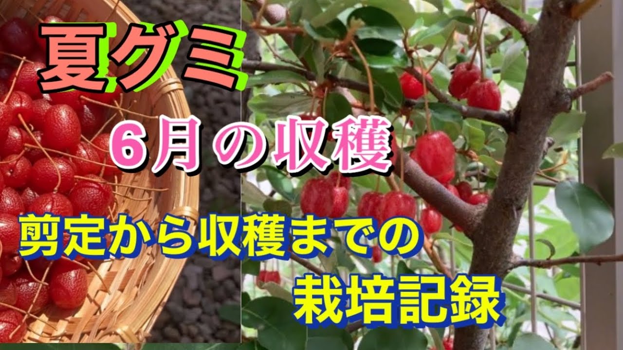【夏グミ収穫】夏グミ6月の収穫、剪定から収穫までの栽培記録、