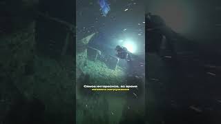Погружение на Thistlegorm🤿#diving #факты #экстрим #дайвинг #scubadiving #thistlegorm