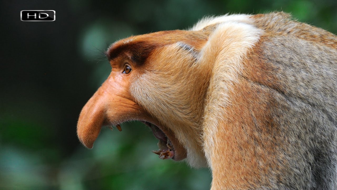 Носач: факты об обезьяне с большим носом
