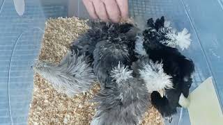 Araucana & Frizzle Houdan Chicks - Episode 3