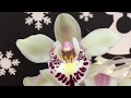 За орхидеей - ночью!))) и обзор орхидей в Леруа Мерлен))) Когда сильно хочется новую орхидею)))))