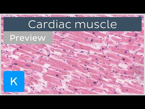 Cardiac muscle: characteristics, functions and location (preview) - Human Histology | Kenhub