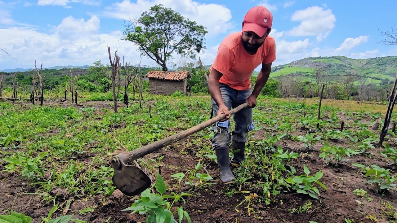 Agricultor plantou  roçado faz 08 dias olha como estar a lavoura 🙏