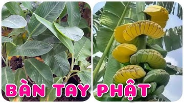 Cây Chuối Bàn Tay Phật | 0386569374 - Ngọc Ngân Bến Tre | Chuyên cây độc lạ