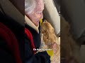 Carinho entre bisa e pet rende registro fofo no Sul