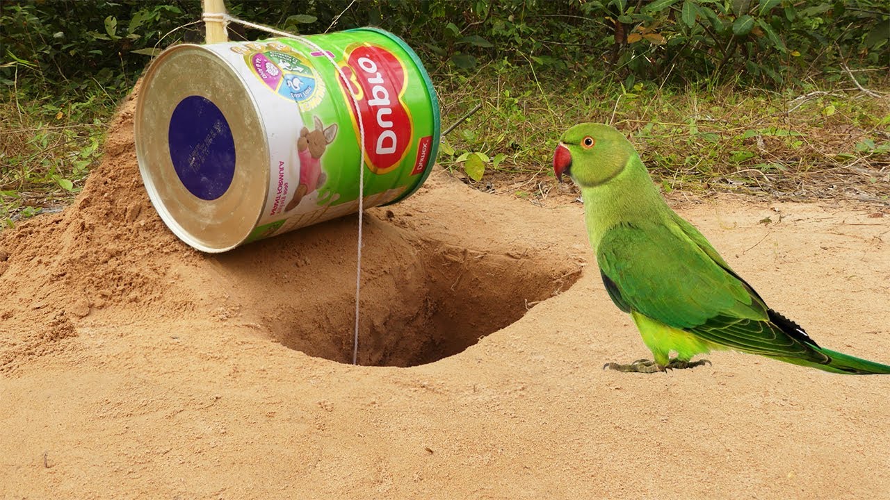Creative Unique Quick Parrot Trap Using Dupro Cans  And Woods - Bird Trap Deep Hole