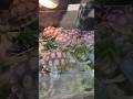 Tortoise🐢&amp; Lizard in Pet Shop, Exotic pets