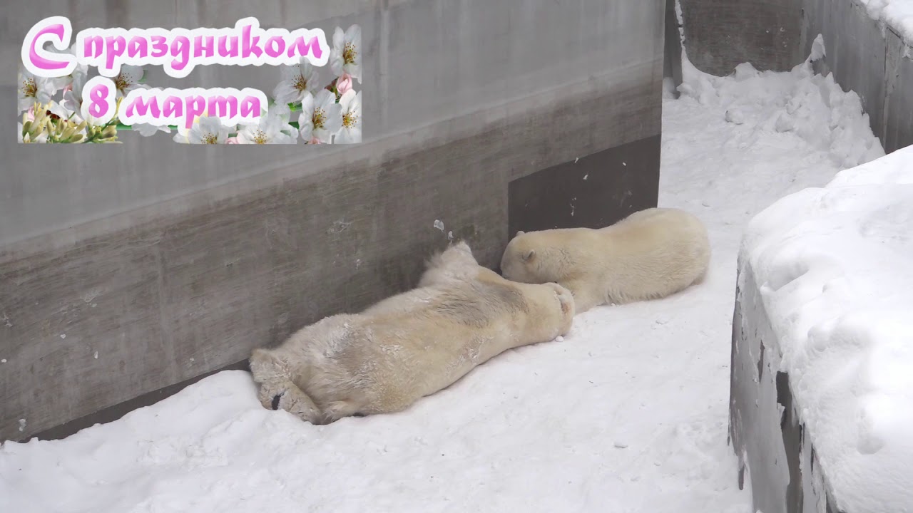 Кай пришел поздравить Герду  8 марта 2021