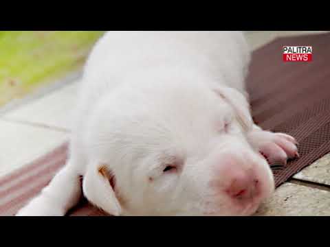 ყველაზე მეტ შოკოლადს შვეიცარიაში მიირთმევენ - 3 საინტერესო ფაქტი