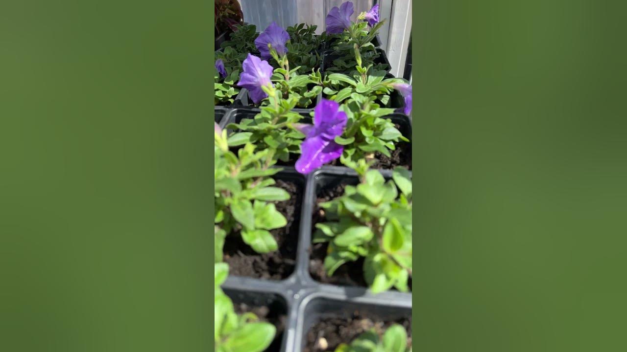 April 2023 flower seedlings and plugs update. Petunias flowering. Wow # ...