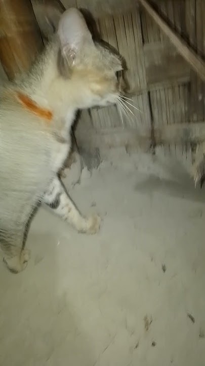 my-cat-catch-a-rat-youtube