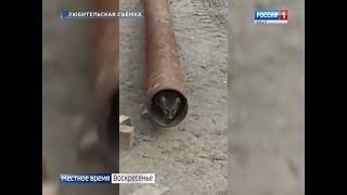 Почему дикие животные стали все чаще появляться в ямальских городах и селах? Почему дикие животные стали все чаще появляться в ямальских городах и селах?