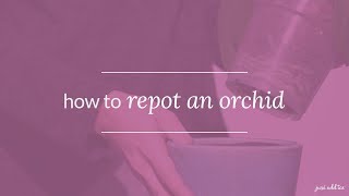 Orchid Care: How To Repot an Orchid and Keep it Thriving