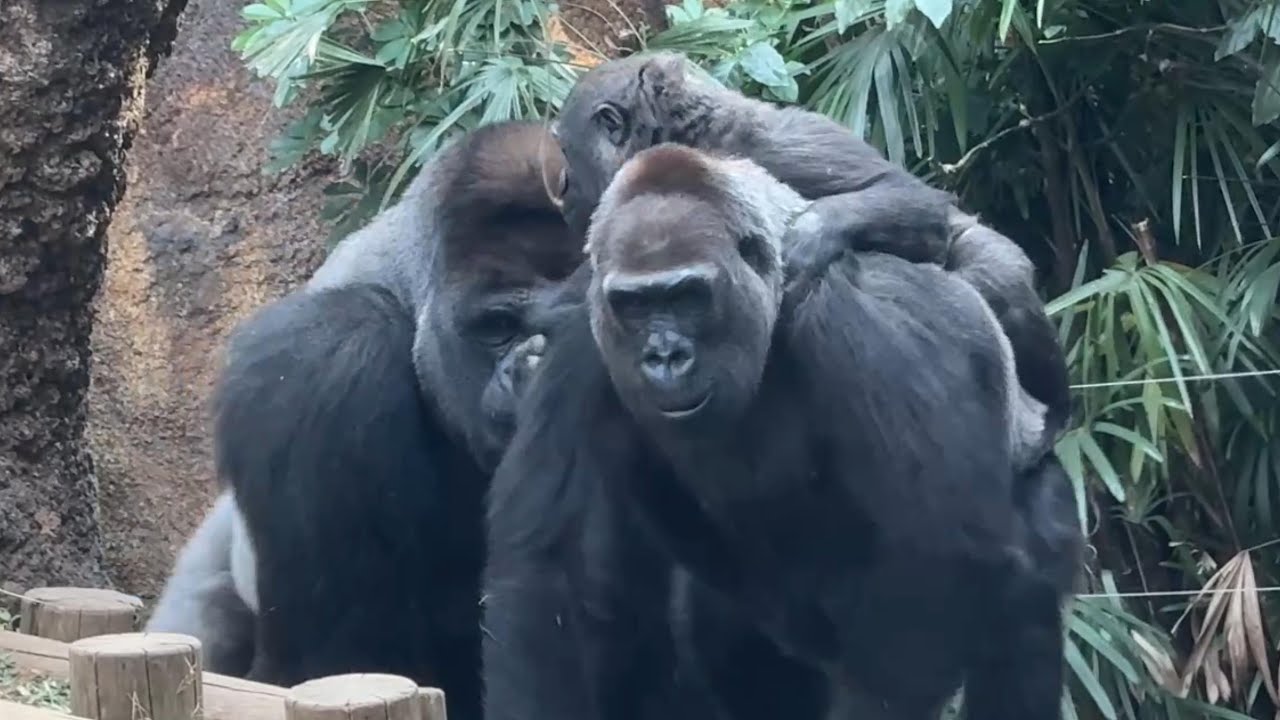 ママに乗って出勤のスモモちゃん【‎2026年1月20日‎】【上野動物園