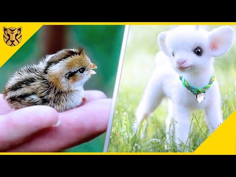 Video: Pilihan Pupuk Ramah Hewan Peliharaan - Jenis Pupuk yang Aman Untuk Hewan Peliharaan